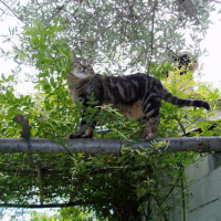 Junior, un acrobate à ses heures