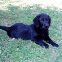 Photo #41401 de Vador
