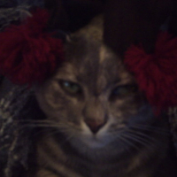 Photo #42337 de Uzna