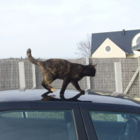 Photo #43291 de Bignouse