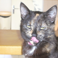 Photo #43303 de Bignouse