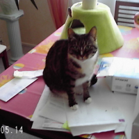 Photo #43507 de Indie