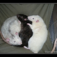 Photo #43813 de Dumbo