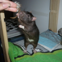 Photo #43819 de Yoshi