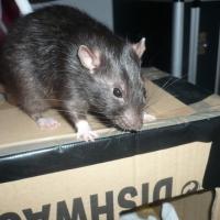 Photo #43825 de Yoshi
