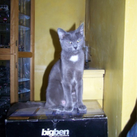 Photo #43957 de Clochette