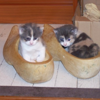 Photo #43969 de Clochette
