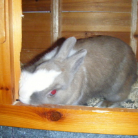 Photo #44359 de Nuggets