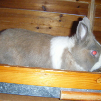 Photo #44365 de Nuggets