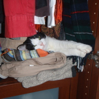 Photo #44431 de Clochette