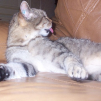 Photo #44467 de Tigroune 
