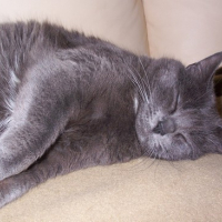 Photo #44479 de Ulysse 