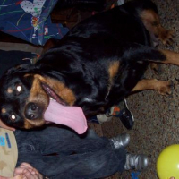 Photo #44581 de Louna
