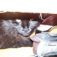 Photo #44653 de Cachou