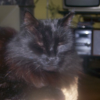 Photo #44659 de Cachou