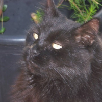 Photo #44665 de Cachou