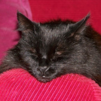 Photo #44671 de Cachou