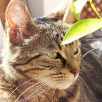 Photo #44677 de Sydney