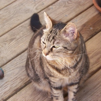 Photo #44689 de Sydney