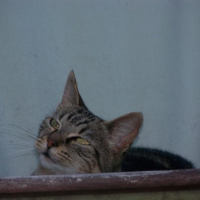 Photo #44695 de Sydney