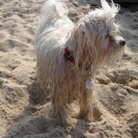 Photo #44779 de Gipsy
