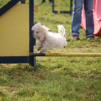 Photo #44809 de Gipsy