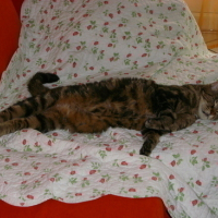 Photo #45127 de Poupoune