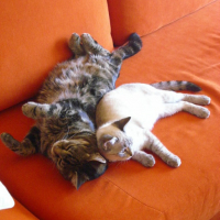 Photo #45145 de Poupoune
