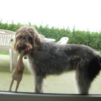 Photo #45439 de Chappy