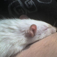 Photo #45475 de Nikita