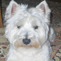 Photo #45949 de Alias