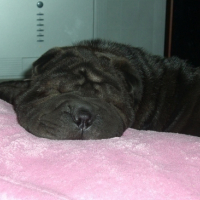 Dahlia_grosse_sieste
