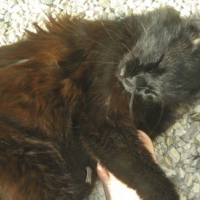 Photo #46363 de Batman