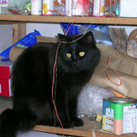 Photo #46855 de Batman
