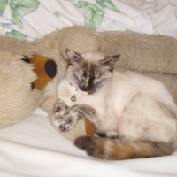Photo #47515 de Isis