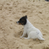 cap_ferret_20040036