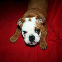 Photo #48235 de Ouchen