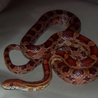 Photo #48625 de Kaa (serpent)