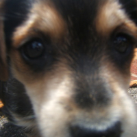 Photo #48685 de Loupiote