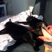 Photo #48757 de Choupette