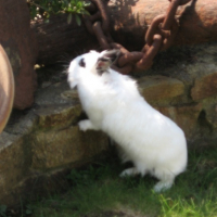 Photo #48919 de Bisou