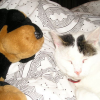 Photo #49513 de Chicco