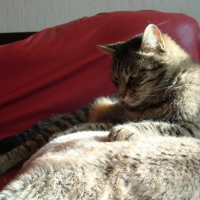 Photo #49567 de Pastelle