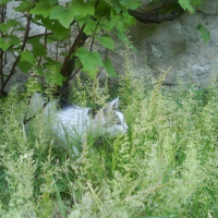 Photo #49927 de Contre-ut