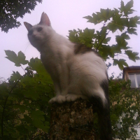 Photo #49933 de Contre-ut