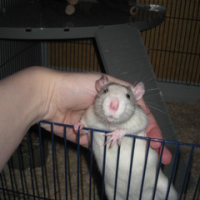 Photo #50233 de Bobhyne