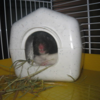Photo #50287 de Eglantine
