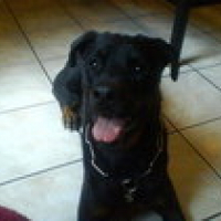 Kayser le chien du frère de mes petite maitresses