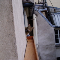 Photo #51145 de Achille