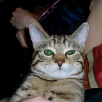 Photo #51151 de Achille